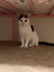 Found/Stray Female Cat last seen Bougainville/corrigador housing village on Fort Bragg NC, Fayetteville, NC 28307