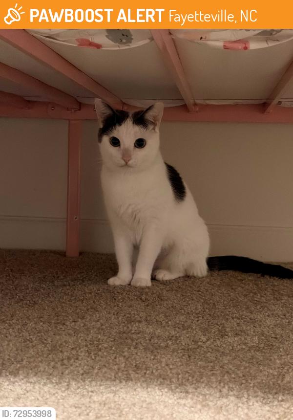 Found/Stray Female Cat last seen Bougainville/corrigador housing village on Fort Bragg NC, Fayetteville, NC 28307