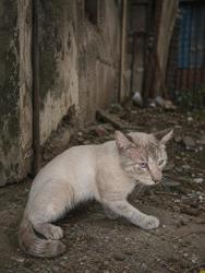 Shelter Stray Unknown Cat last seen Everman, TX 76140, Fort Worth, TX 76140