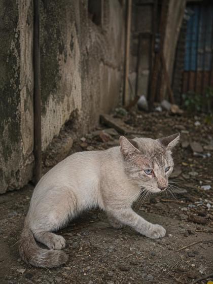 Shelter Stray Unknown Cat last seen Everman, TX 76140, Fort Worth, TX 76140