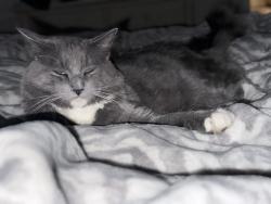 Lost Male Cat last seen Hoo Shoo Too Rd, Baton Rouge, LA 70817