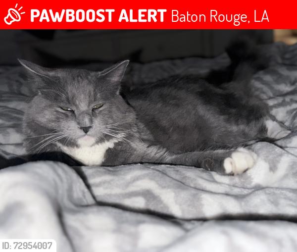 Lost Male Cat last seen Hoo Shoo Too Rd, Baton Rouge, LA 70817