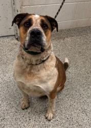 Shelter Stray Male Dog last seen Near Walrond Ave, 64117, MO, Kansas City, MO 64132