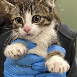 Shelter Stray Female Cat last seen Mission Hills, KS 66208, Roeland Park, KS 66202