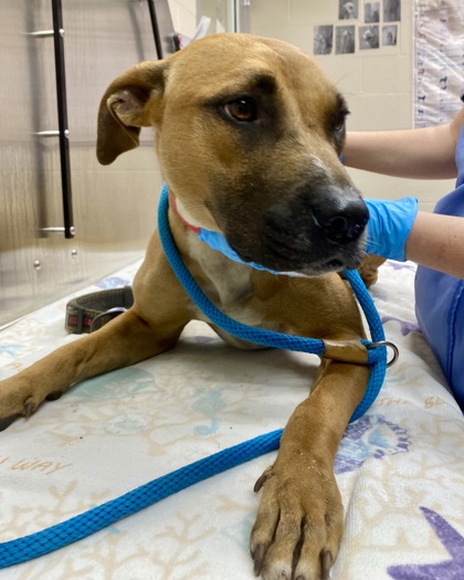 Shelter Stray Female Dog last seen North Charleston, SC 29405, North Charleston, SC 29406