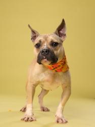 Shelter Stray Male Dog last seen Atlanta, GA 30349, Atlanta, GA 30336