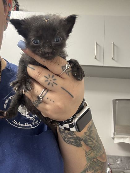 Shelter Stray Male Cat last seen Sevierville, TN 37862, Sevierville, TN 37862