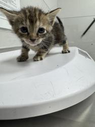 Shelter Stray Female Cat last seen Sevierville, TN 37862, Sevierville, TN 37862