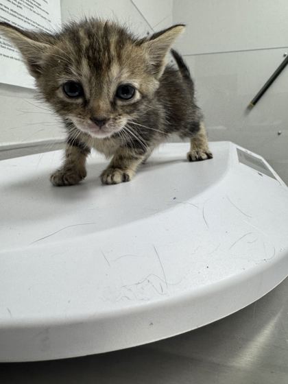 Shelter Stray Female Cat last seen Sevierville, TN 37862, Sevierville, TN 37862
