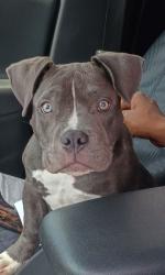 Shelter Stray Female Dog last seen Atlanta, GA 30331, Atlanta, GA 30336
