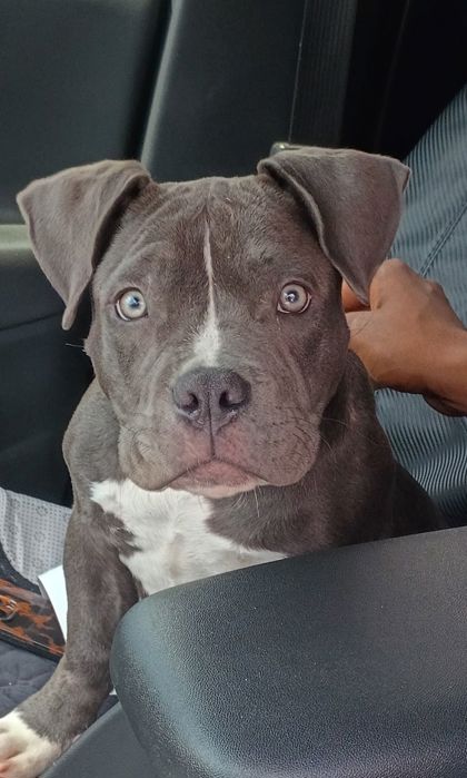 Shelter Stray Female Dog last seen Atlanta, GA 30331, Atlanta, GA 30336