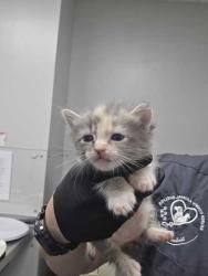Shelter Stray Female Cat last seen Sevierville, TN 37862, Sevierville, TN 37862