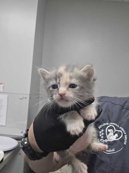 Shelter Stray Female Cat last seen Sevierville, TN 37862, Sevierville, TN 37862