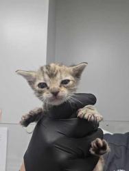 Shelter Stray Female Cat last seen Sevierville, TN 37862, Sevierville, TN 37862