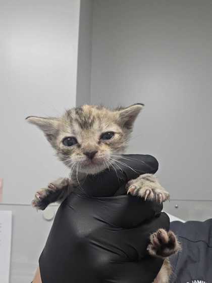 Shelter Stray Female Cat last seen Sevierville, TN 37862, Sevierville, TN 37862