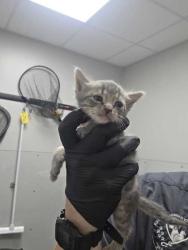 Shelter Stray Male Cat last seen Sevierville, TN 37862, Sevierville, TN 37862