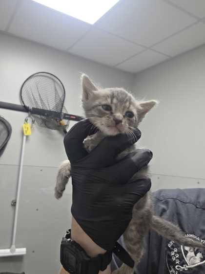 Shelter Stray Male Cat last seen Sevierville, TN 37862, Sevierville, TN 37862