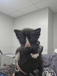 Shelter Stray Male Cat last seen Sevierville, TN 37862, Sevierville, TN 37862