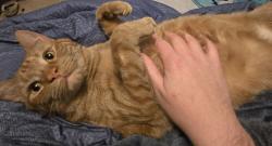 Lost Male Cat last seen Martin & Grand Ave (Hwy 33), Port Washington, WI 53074