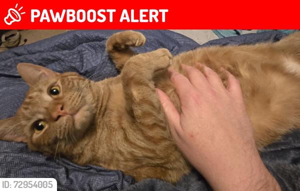 Lost Male Cat last seen Martin & Grand Ave (Hwy 33), Port Washington, WI 53074