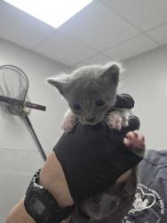 Shelter Stray Male Cat last seen Sevierville, TN 37862, Sevierville, TN 37862