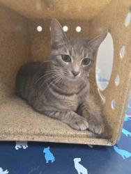 Shelter Stray Female Cat last seen Sevierville, TN 37862, Sevierville, TN 37862
