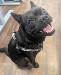 Shelter Stray Male Dog last seen Seattle, WA 98104, Seattle, WA 98119