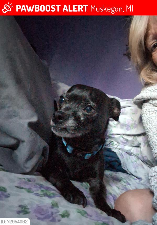 Lost Male Dog last seen Seaway by gravel pit , Muskegon, MI 49442