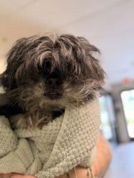 Shelter Stray Male Dog last seen Knoxville, TN , Knoxville, TN 37919