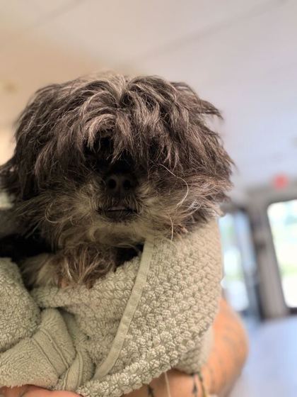 Shelter Stray Male Dog last seen Knoxville, TN , Knoxville, TN 37919