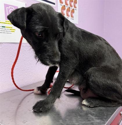 Shelter Stray Female Dog last seen montana and ridge beam 79938, CITY of El Paso, TX, Fort Bliss, TX 79906