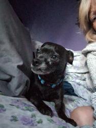 Lost Male Dog last seen Seaway by gravel pit , Muskegon, MI 49442