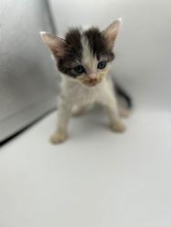 Shelter Stray Female Cat last seen Knoxville, TN 37996, Knoxville, TN 37919