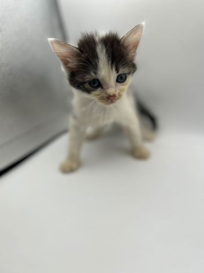 Shelter Stray Female Cat last seen Knoxville, TN 37996, Knoxville, TN 37919