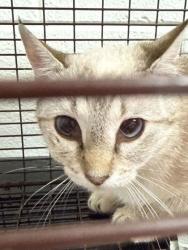 Shelter Stray Female Cat last seen Knoxville, TN 37924, Knoxville, TN 37919