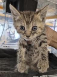 Shelter Stray Female Cat last seen El Paso, TX 79930, Fort Bliss, TX 79906