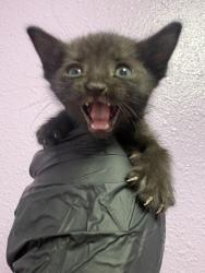 Shelter Stray Female Cat last seen Near PELLICANO  79936, CITY of El Paso, TX, Fort Bliss, TX 79906