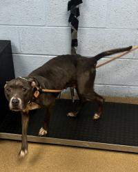 Shelter Stray Female Dog last seen , 30083, GA, Atlanta, GA 30341