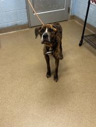 Shelter Stray Male Dog last seen , 30083, GA, Atlanta, GA 30341