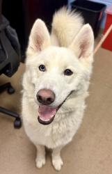 Shelter Stray Female Dog last seen Near W Trunity Pl, 30030, GA, Atlanta, GA 30341