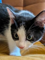Shelter Stray Male Cat last seen Near Lavista Rd, Tucker, GA 30084, 30084, GA, Atlanta, GA 30341