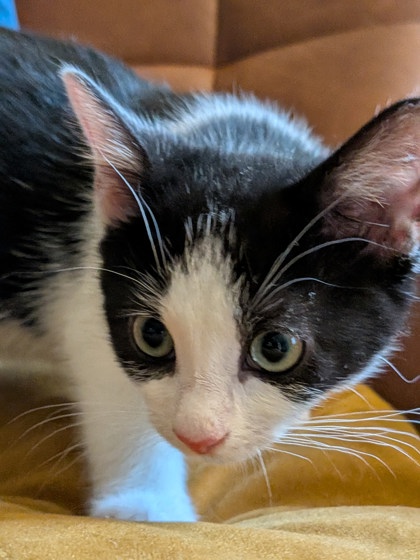 Shelter Stray Male Cat last seen Near Lavista Rd, Tucker, GA 30084, 30084, GA, Atlanta, GA 30341