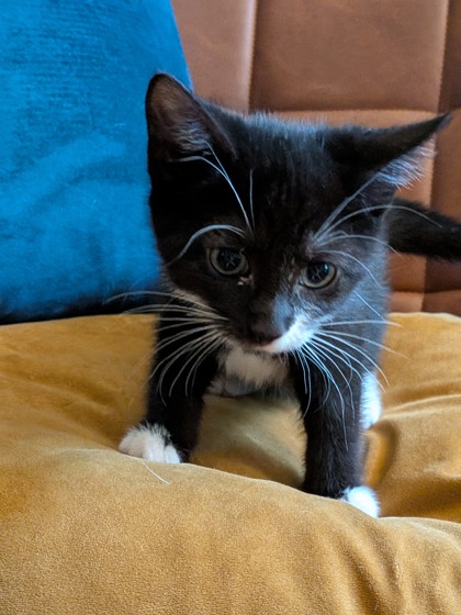 Shelter Stray Female Cat last seen Near Lavista Rd, Tucker, GA 30084, 30084, GA, Atlanta, GA 30341