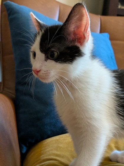 Shelter Stray Male Cat last seen Near Lavista Rd, Tucker, GA 30084, 30084, GA, Atlanta, GA 30341