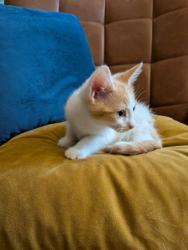 Shelter Stray Male Cat last seen Near Lavista Rd, Tucker, GA 30084, 30084, GA, Atlanta, GA 30341