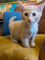 Shelter Stray Male Cat last seen Near Lavista Rd, Tucker, GA 30084, 30084, GA, Atlanta, GA 30341