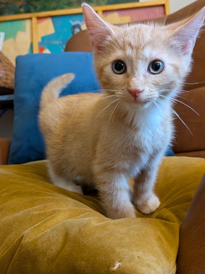 Shelter Stray Male Cat last seen Near Lavista Rd, Tucker, GA 30084, 30084, GA, Atlanta, GA 30341