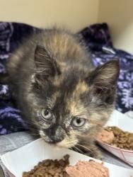 Shelter Stray Female Cat last seen Near Indian Creek Drive, Stone Mountain 30083, 30083, GA, Atlanta, GA 30341
