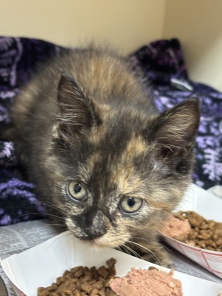 Shelter Stray Female Cat last seen Near Indian Creek Drive, Stone Mountain 30083, 30083, GA, Atlanta, GA 30341