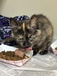 Shelter Stray Female Cat last seen Near Indian Creek Drive, Stone Mountain 30083, 30083, GA, Atlanta, GA 30341